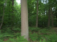 Mature oaks