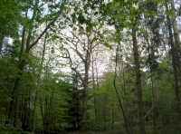Small Glade