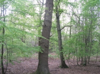 Under storey
