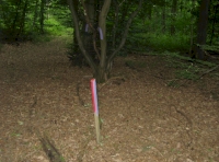 Sweet chestnut coppice