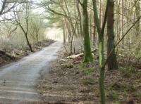 Rolfs Wood