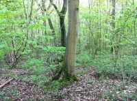 Royal Wood - SOLD