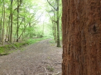Ruggles Wood - SOLD