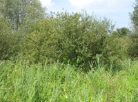 Willows
