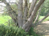 Ancient willow