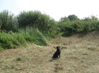 Meadow edge