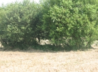 Willow in meadow