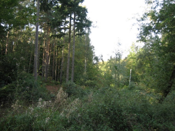 Saxonbury Wood - SOLD