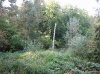 Silver Birch