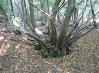Old coppice stool