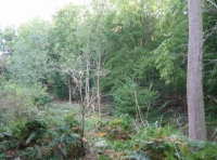Wide variety of trees