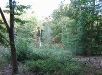 Open glade