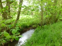 Seppings Wood - SOLD