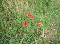 Wild poppies 
