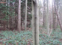 Sixpenny Wood
