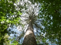 Snarlinga Wood