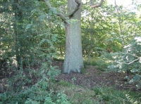 Spring Oaks Wood - SOLD photo 2