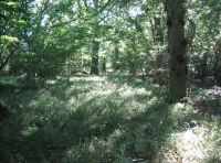Spring Oaks Wood - SOLD photo 3