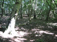 Spring Oaks Wood - SOLD photo 4