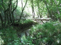Spring Oaks Wood - SOLD photo 5