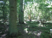 Spring Oaks Wood - SOLD photo 6