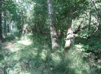 Spring Oaks Wood - SOLD photo 7