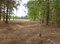 St. Giles Wood