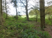 St Walstan Wood
