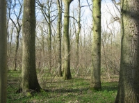 Stags Wood - SOLD