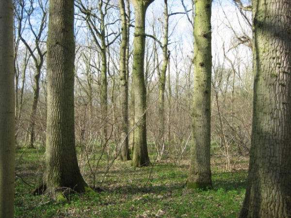 Stags Wood - SOLD