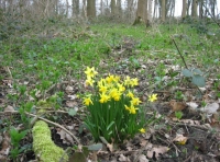 Spring daffodils 