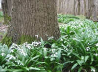 Woodland flowers