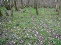 Deer tracks known as racks