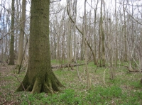 Inside Stags wood