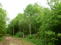 St.Michael's Wood.