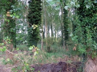 Surlingham Wood - SOLD photo 2