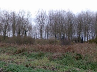 Surlingham Wood - SOLD photo 4