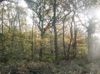 Tenpenny Wood - SOLD