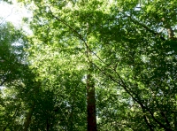 tree canopy