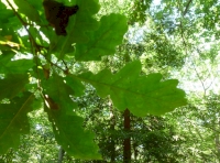 oak leaves