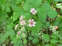bramble blossom