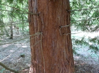 coastal red cedar