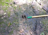 muntjac deer slot