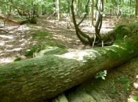 trunk seat