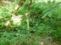 boundary stakes