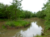 Toftes Wood - SOLD