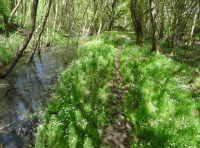 Tuddenham Wood - SOLD