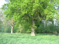 Twissel Wood and Meadow - SOLD