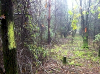 Vellum Wood