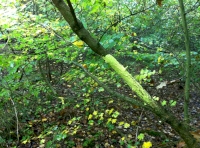 young trees